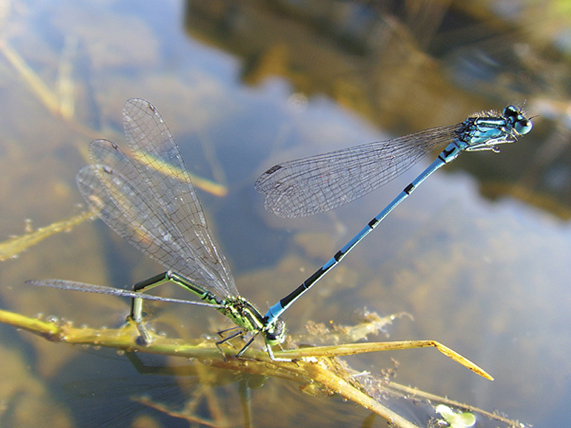 Hufeisen-Azurjungfer