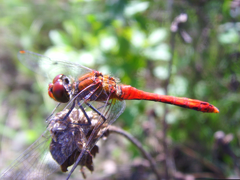 Blutrote Heidelibelle
