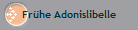 Frhe Adonislibelle